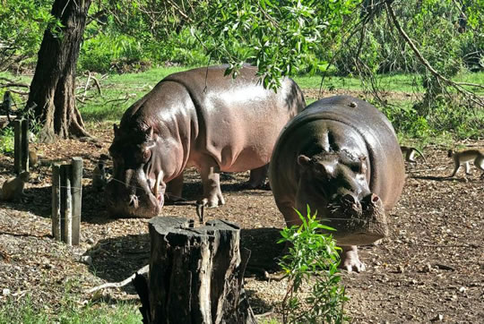 Hippos at Haller Park, Mombasa